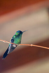 Horizontal close-up of a Violet-fronted Hummingbird (Thalurania glaucopis) iridescent green with a violet fore crown. Bird perched on a thin branch with open wings. Soft roof background.