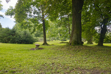 Quiet corner in the park with green grass and tall green trees. Peaceful place in the park without people. Park in the summer season.