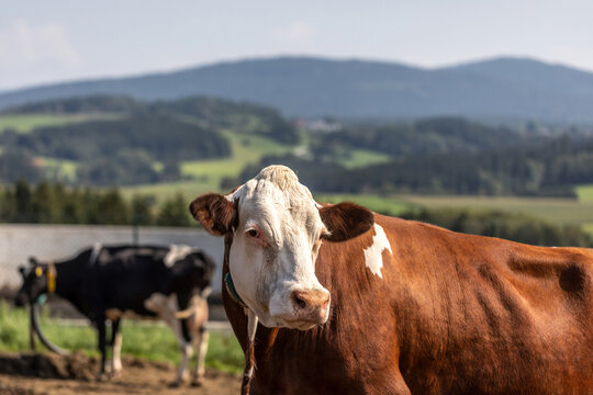 Simmental cow on pasture in summer mountain landscape