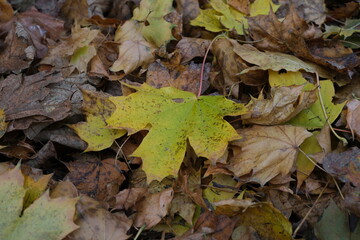 Yellow maple leaf against a background of dry yellow leaves