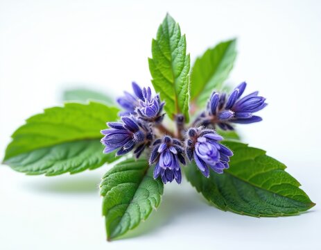 Clary sage flowers and leaves isolated on white background. Purple bloom with green foliage, healthy herb for cooking and medicine. Natural plant with fresh aroma.
