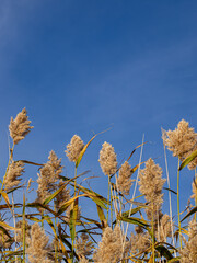 Golden dry reed plants swaying in the wind under a clear blue sky, symbolizing tranquility, nature, and the beauty of autumn.