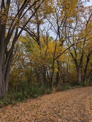 A path covered in leaves on a gloomy fall days beacons you to hike into the woods to see the fall leaf colors and explore the world outside. 