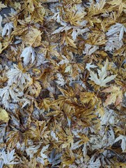 A bed of leaves that have fallen from a tree creating a blanket of tonal browns that is a beautiful fall image.