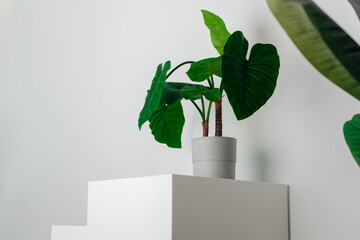Indoor green plant with large leaves in gray pot on white minimal background.