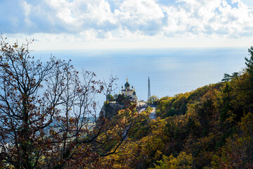 pine tree in the mountains