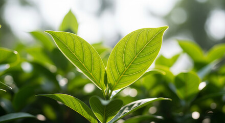 Close-up of vibrant green leaves in sunlight, showcasing natural beauty and freshness