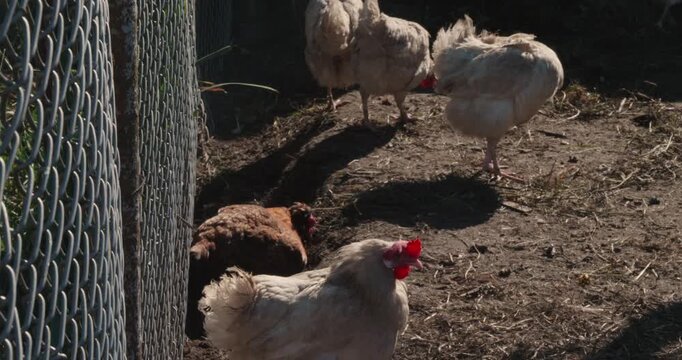 White and brown domestic chickens wander and peck in a pen in a farmyard next to a chain-link fence. The chickens are raised in a natural, free-range environment.