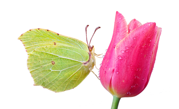 yellow butterfly on pink tulip flower in water drops isolated on transparent background. brimstones butterfly close up. - Powered by Adobe