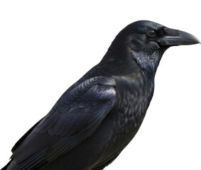 Dark crow close up portrait, profile view, on a transparent background, PNG image, PNG file