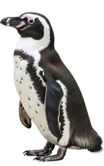 Fototapeta premium Playful African penguin standing in profile on a transparent background, perfect for winter and New Year PNG image