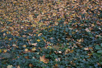 Yellow autumn leaves rest on green foliage