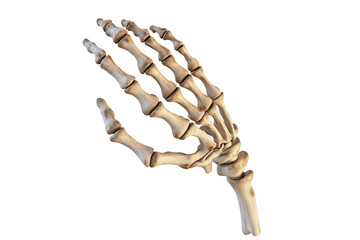 Anatomical Hand Bone Structure Illustration on Transparent Background