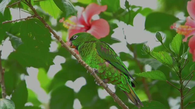 Vibrant Green Parrot Perched on Branch with Hibiscus Flowers in Bloom