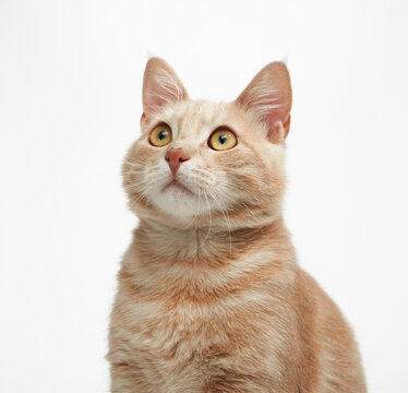 A ginger cat looks slightly upward with alert eyes against a plain white background. Its ears are perked and expression curious.