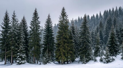 Serene winter forest scene with frosted evergreen trees and untouched snow under an overcast sky, spacious composition with ample copy space for text