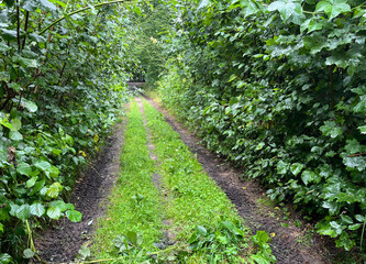 Obraz premium Narrow grassy path with two muddy tire tracks cutting through dense green foliage, forming a natural tunnel in a lush forest setting.