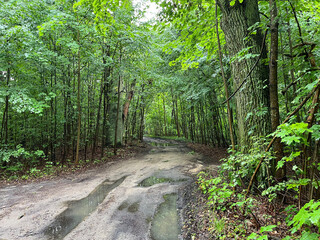 Muddy forest path with puddles after rain, surrounded by dense green trees and foliage, creating a natural and serene woodland atmosphere.