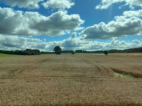 Golden wheat field under a bright blue sky with scattered white clouds, surrounded by distant trees and rolling countryside, creating a serene rural landscape.