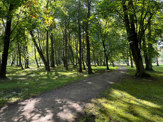 Fototapeta premium Shaded park path winding through a grove of tall trees with green grass and dappled sunlight, creating a calm and natural outdoor setting.