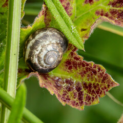 Snail nestling into a vine leaf. Crop pest.