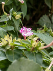A delicate variegated pink and white four o'clock flower blooming in a garden