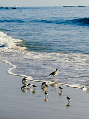 A group of sanderling and a willet shorebirds grazing on sandy beach as waves wash up on a sunny California day