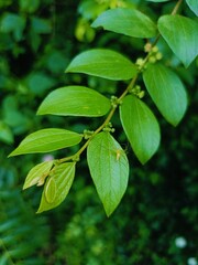 Ziziphus oenoplia Leaves and Tiny Green Flowers in Natural Light