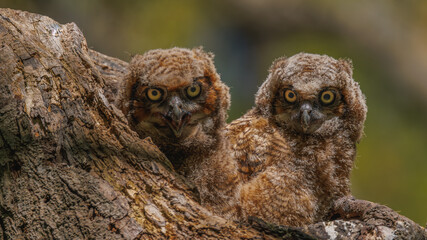Two young owls perched on a tree branch, showcasing their curious expressions and fluffy plumage in a natural setting, highlighting their adorable features and charming demeanor.