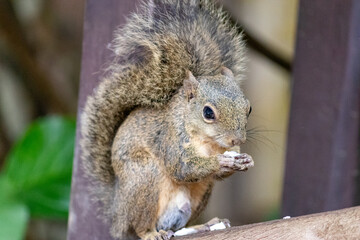 Photograph of a beautiful squirrel feeding on a coconut in its natural habitat.
