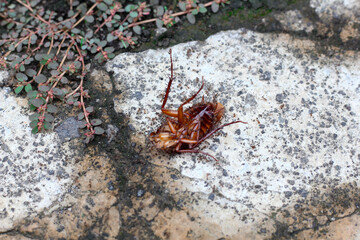 dead cockroach surrounded by ants