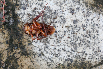dead cockroach surrounded by ants