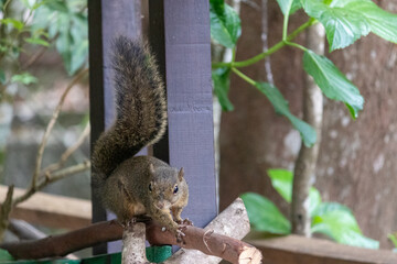 Photograph of a beautiful squirrel feeding on a coconut in its natural habitat.	