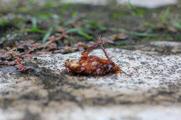 dead cockroach surrounded by ants
