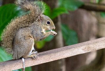 Photograph of a beautiful squirrel feeding on a coconut in its natural habitat.	
