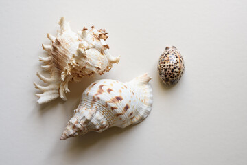 Composición de tres caracolas diferentes. Vistas desde arriba. Fondo blanco.