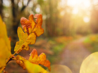 Golden autumn spirit. Yellow and orange color oak leaf in focus, forest park with sun glow out of focus in the background. Soft and dreamy nature scene with calm and relaxed mood.