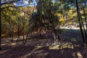 Forest autumn colorful landscape. Trees and paths with colorful leaves