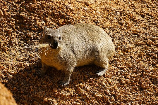 Close-up of a rock hyrax standing on a large rock in the Namib Desert. It has several blades of dry grass in its mouth. Procavia capensis. 