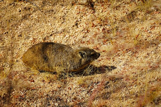 Close-up of a rock hyrax standing on a large rock in the Namib Desert. It has several blades of dry grass in its mouth. Procavia capensis. 