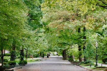 residential street with trees