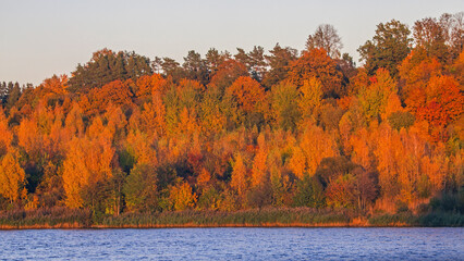 The multicolored autumn forest in the sunset light. Mixed deciduous and coniferous forest on the banks of the Nemunas River, Lithuania.