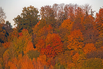 The multicolored autumn forest in the sunset light. Mixed deciduous and coniferous forest on the banks of the Nemunas River, Lithuania.