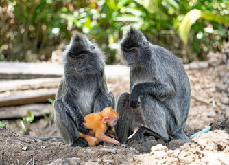 Lutungi srebrzyste rodzina rodzice z dzieckiem Borneo