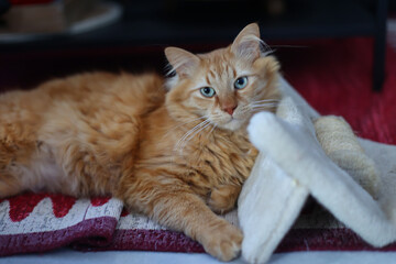 Relaxed Ginger Cat with bright blue eyes lies on a scratching post