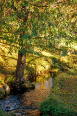 autumn in the forest with a small brook
