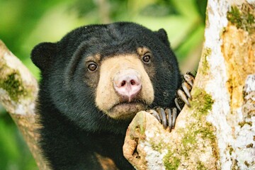 Biruang, niedźwiedź malajski © Jacek