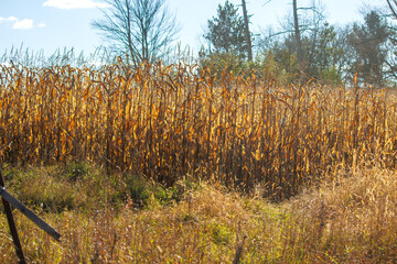 corn field in autumn against blue sky