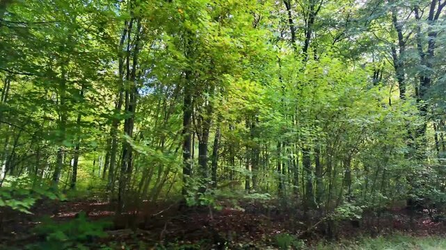 Micheldever Winchester Hampshire England UK. 23.10. 2025. Video. Driving along a tree lined country lane  with a forest view in rural Hampshire England UK