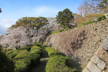 福岡市の舞鶴公園の石垣と満開の桜